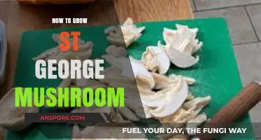 Mastering St. George Mushroom Cultivation: A Step-by-Step Growing Guide