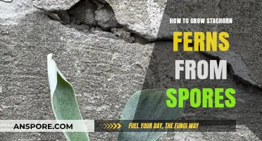 Mastering Staghorn Fern Propagation: A Step-by-Step Guide to Growing from Spores