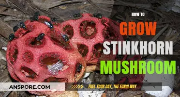 Mastering the Art of Growing Stinkhorn Mushrooms: A Step-by-Step Guide