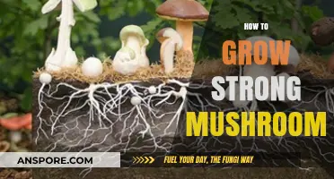 Mastering Mushroom Cultivation: Tips for Growing Robust, Healthy Fungi