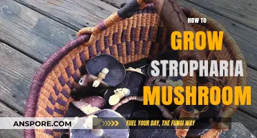 Mastering Stropharia Mushroom Cultivation: A Step-by-Step Growing Guide