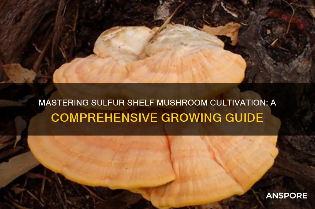 how to grow sulfur shelf mushrooms