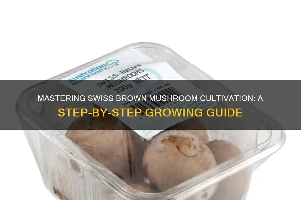 how to grow swiss brown mushrooms