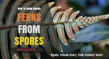 Growing Sword Ferns from Spores: A Step-by-Step Guide