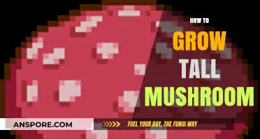 Mastering Mushroom Cultivation: Secrets to Growing Tall, Healthy Fungi