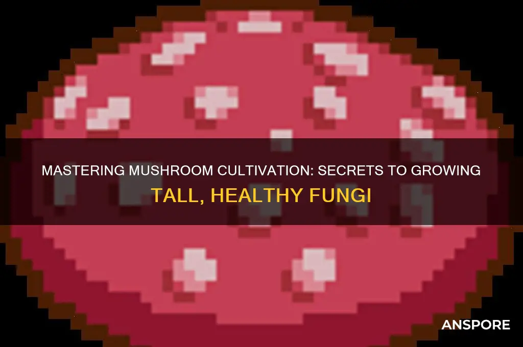 how to grow tall mushroom