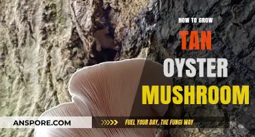 Mastering Tan Oyster Mushroom Cultivation: Simple Steps for Abundant Harvests