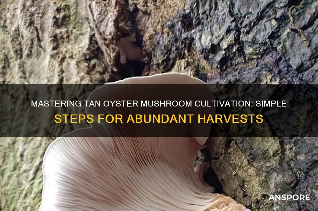 how to grow tan oyster mushrooms