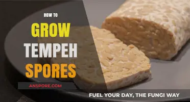 Mastering Tempeh Spores: A Step-by-Step Guide to Successful Growth