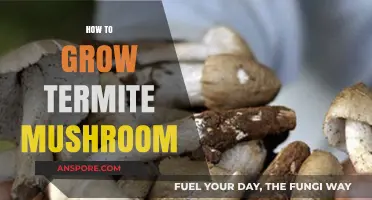 Mastering Termite Mushroom Cultivation: A Step-by-Step Growing Guide