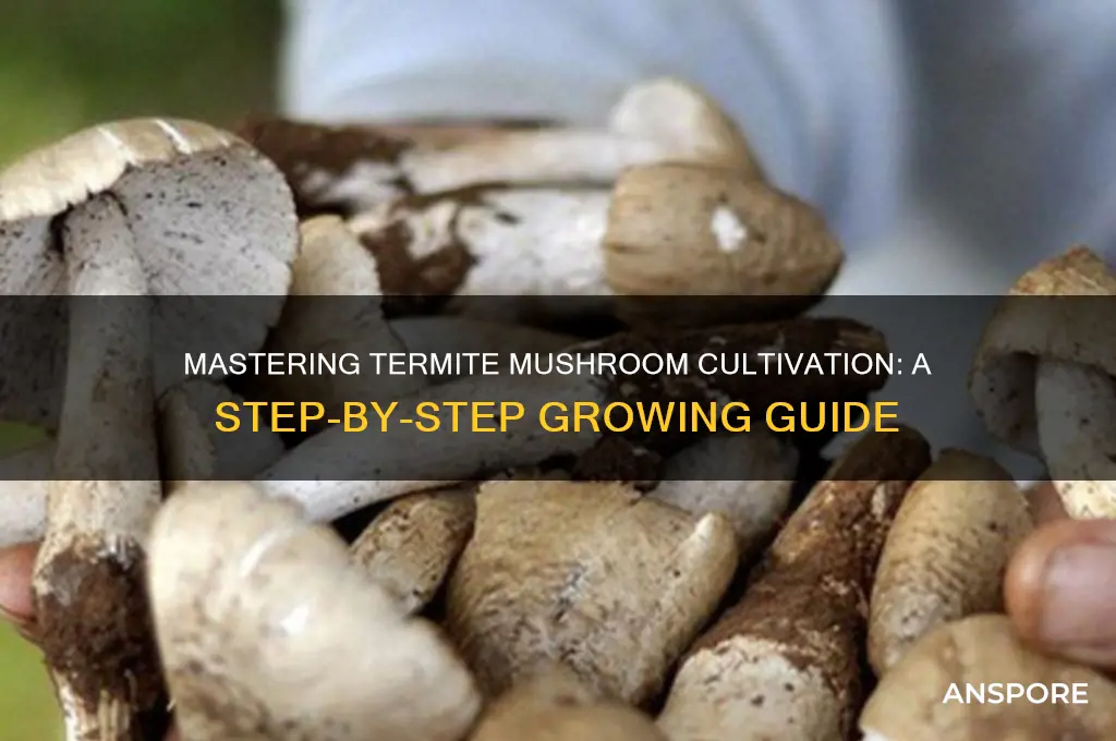 how to grow termite mushroom