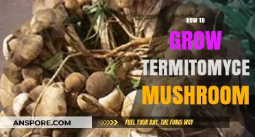 Mastering Termitomyces Mushroom Cultivation: A Step-by-Step Growing Guide