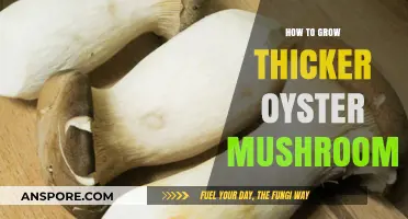 Mastering Oyster Mushroom Cultivation: Tips for Growing Thicker, Plumper Mushrooms