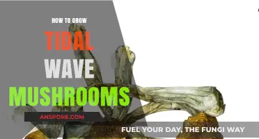 Mastering Tidal Wave Mushroom Cultivation: A Comprehensive Growing Guide