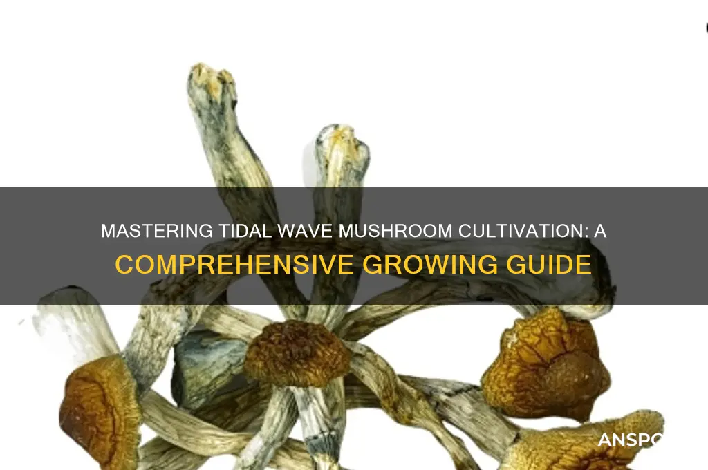 how to grow tidal wave mushrooms