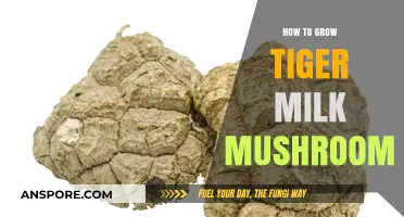 Cultivating Tiger Milk Mushrooms: A Comprehensive Growing Guide