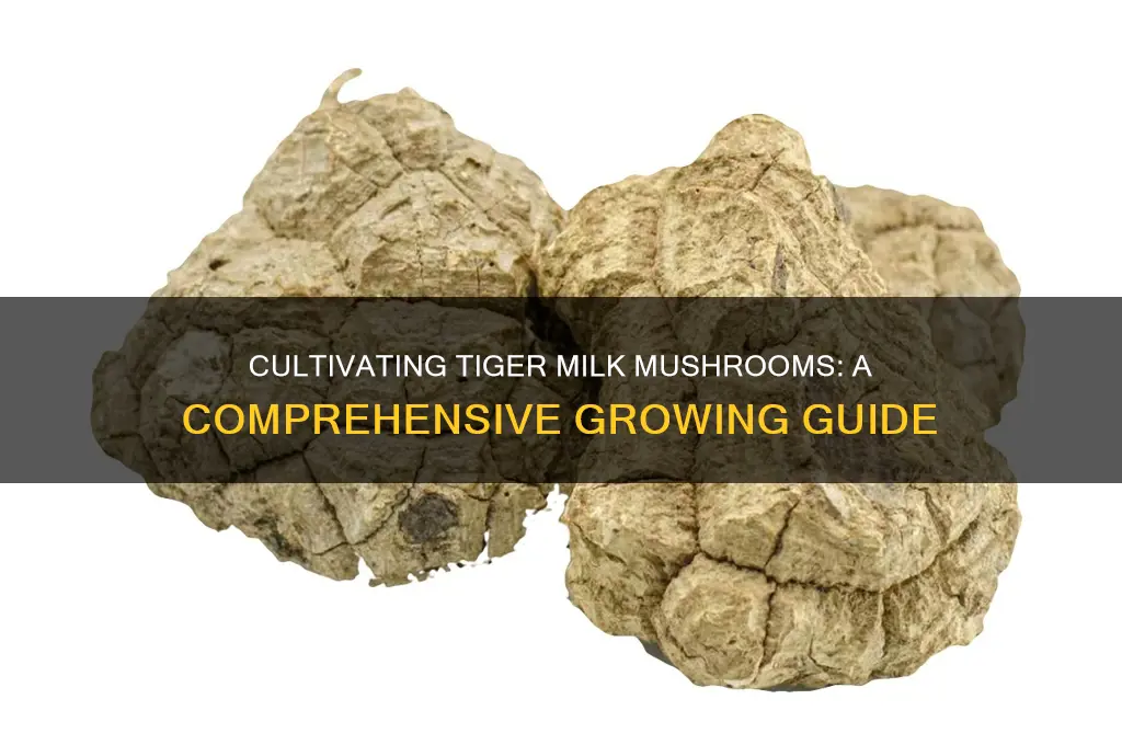 how to grow tiger milk mushroom