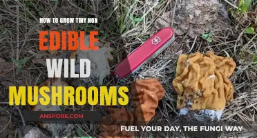 Cultivating Miniature Wild Mushrooms: A Guide to Growing Non-Edible Varieties