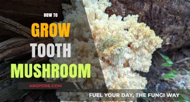 Growing Tooth Mushrooms: A Step-by-Step Cultivation Guide for Beginners
