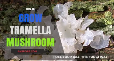 Mastering Tramella Mushroom Cultivation: A Step-by-Step Growing Guide
