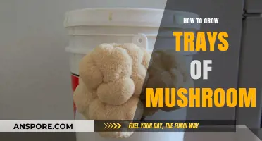 Mastering Mushroom Cultivation: A Guide to Growing Trays of Mushrooms