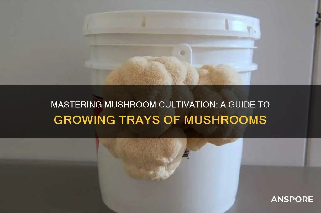 how to grow trays of mushrooms
