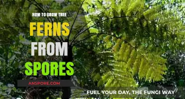 Growing Tree Ferns from Spores: A Step-by-Step Guide to Success
