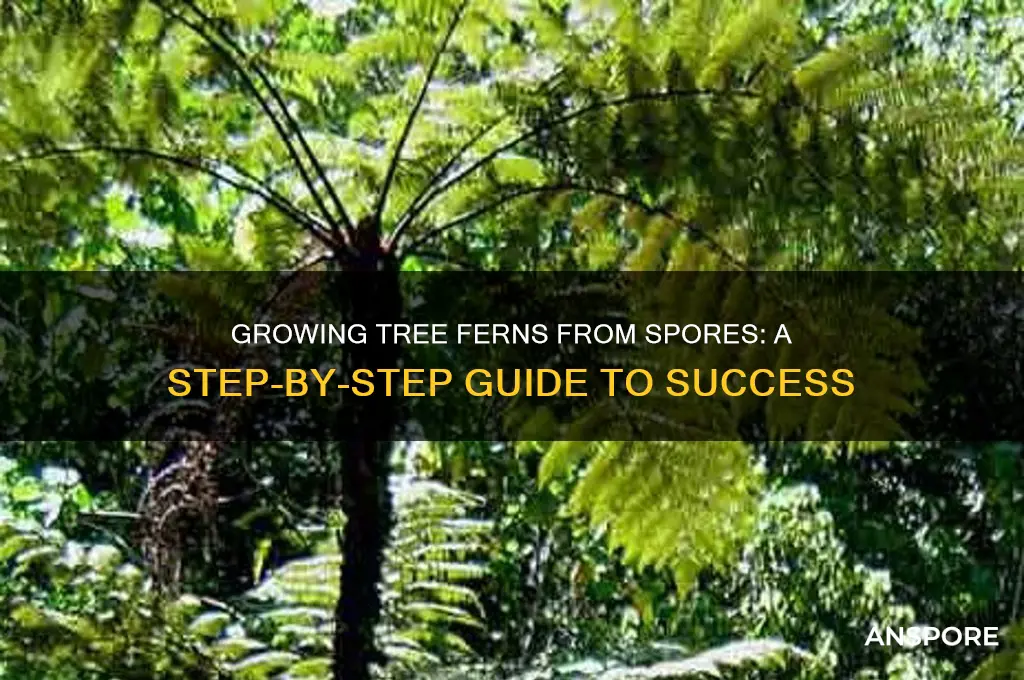 how to grow tree ferns from spores