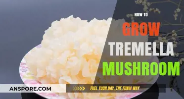 Mastering Tremella Mushroom Cultivation: A Step-by-Step Growing Guide