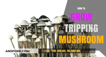 Cultivating Psychedelic Mushrooms: A Comprehensive Guide to Growing Tripping Varieties