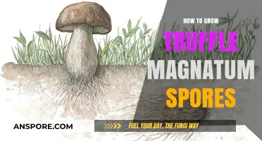 Mastering Truffle Magnatum Cultivation: A Guide to Growing Spores