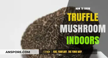 Mastering Indoor Truffle Cultivation: A Step-by-Step Guide to Success