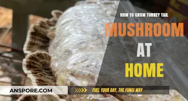 Growing Turkey Tail Mushrooms: A Beginner's Guide to Home Cultivation