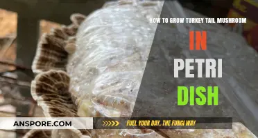 Cultivating Turkey Tail Mushrooms in Petri Dishes: A Step-by-Step Guide