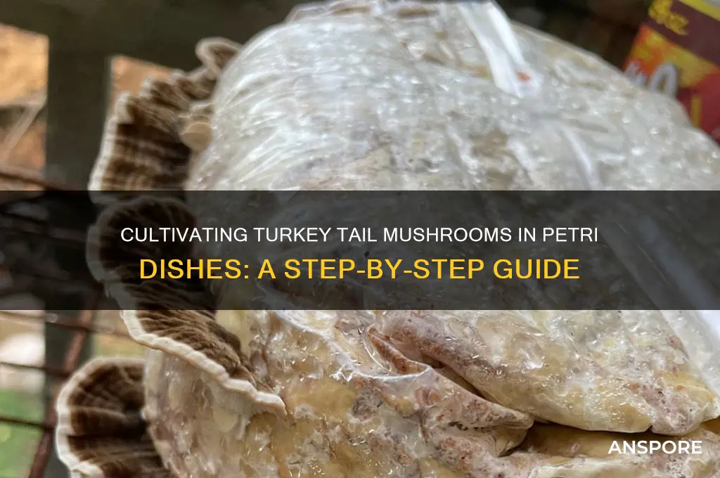 how to grow turkey tail mushroom in petri dish