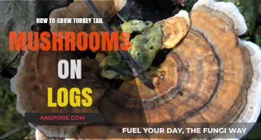 Growing Turkey Tail Mushrooms: A Step-by-Step Log Cultivation Guide