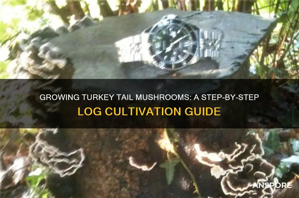 how to grow turkey tail mushrooms on logs