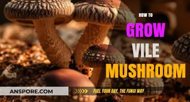 Cultivating Vile Mushrooms: A Step-by-Step Guide to Successful Growth