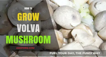 Mastering Volva Mushroom Cultivation: Essential Tips for Successful Growth