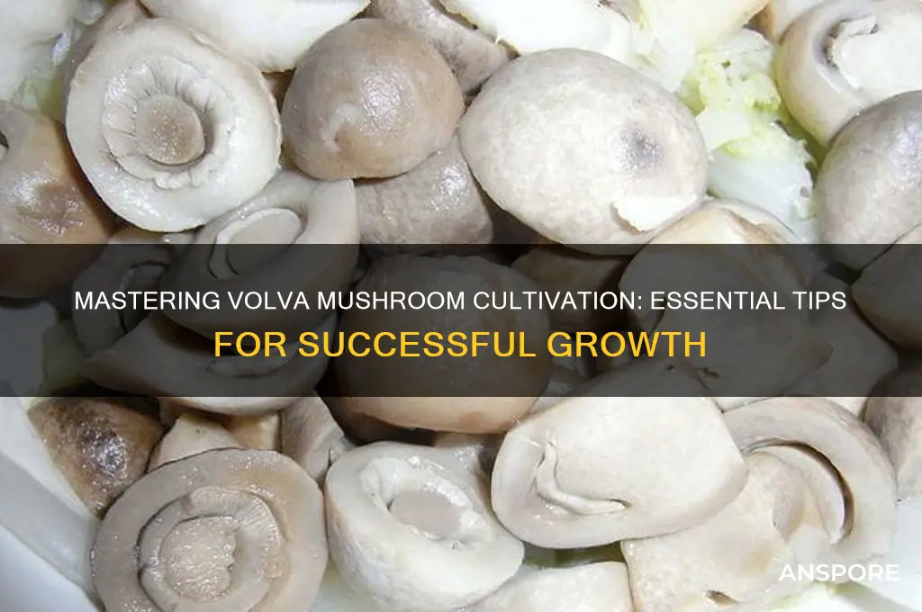 how to grow volva mushroom