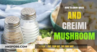 Mastering Mushroom Cultivation: Growing White and Creamy Varieties at Home