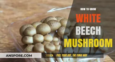 Mastering White Beech Mushroom Cultivation: A Step-by-Step Growing Guide