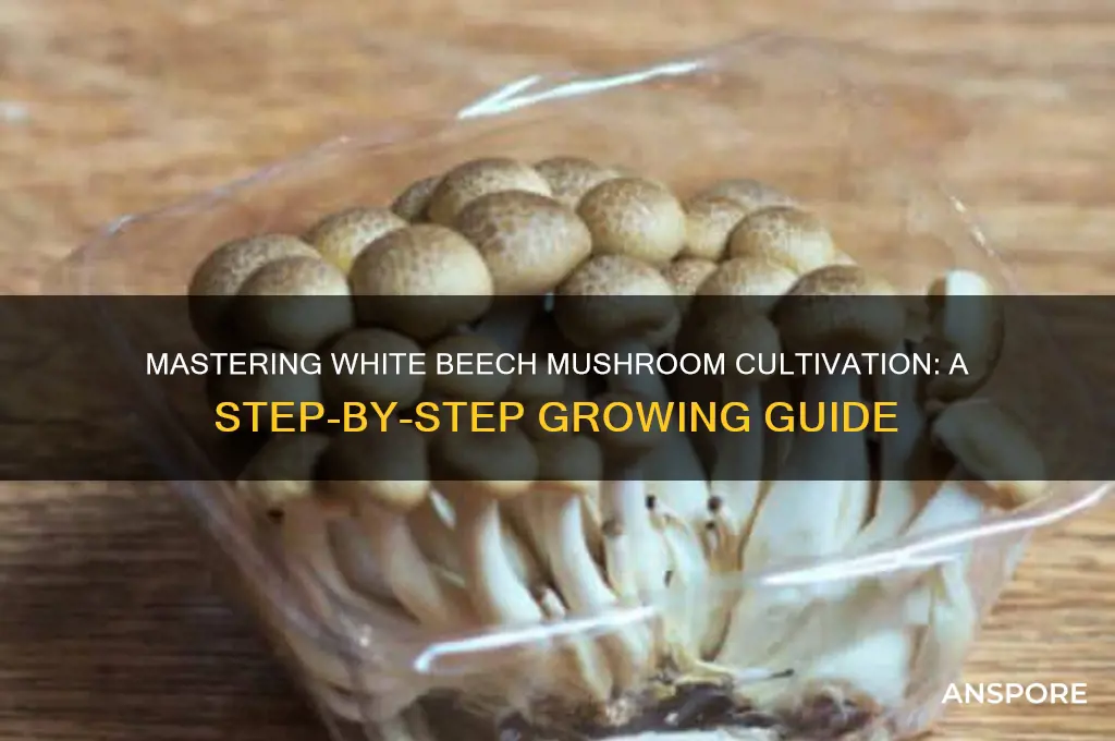how to grow white beech mushrooms