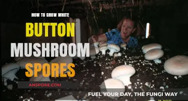 Mastering White Button Mushroom Cultivation: A Guide to Growing Spores