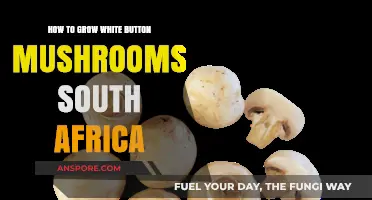 Growing White Button Mushrooms in South Africa: A Step-by-Step Guide