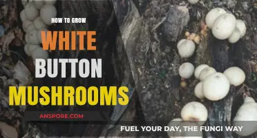 Mastering White Button Mushroom Cultivation: A Step-by-Step Growing Guide