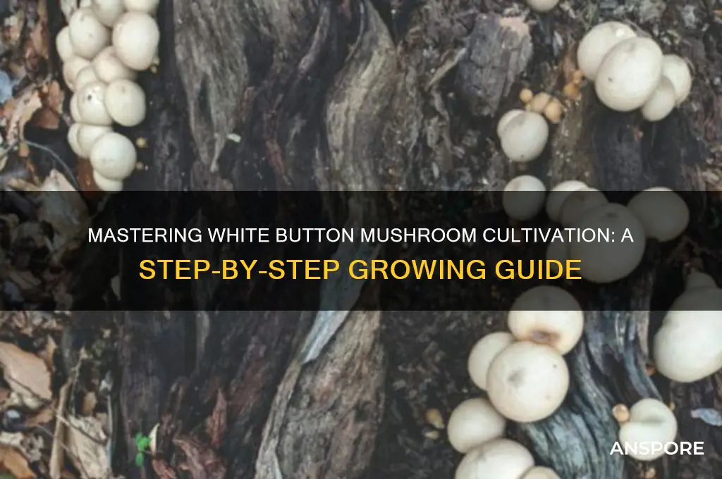 how to grow white button mushrooms