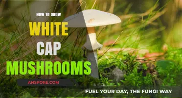 Mastering White Cap Mushroom Cultivation: A Step-by-Step Growing Guide