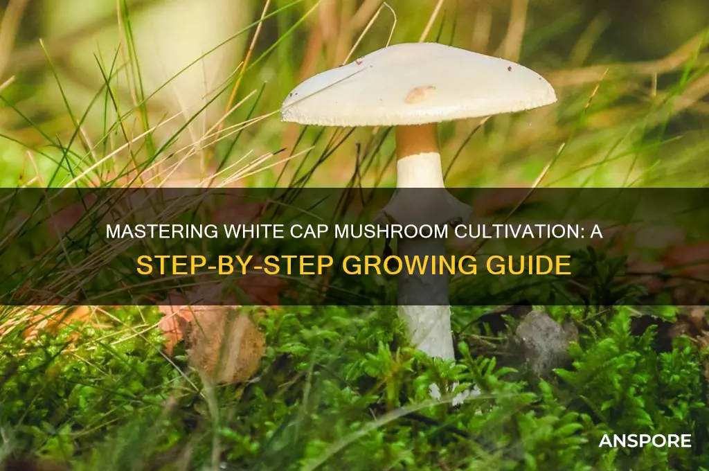 how to grow white cap mushrooms