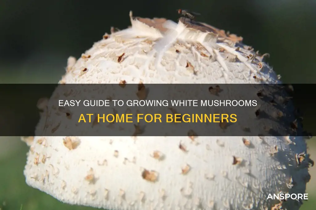 how to grow white mushroom at home